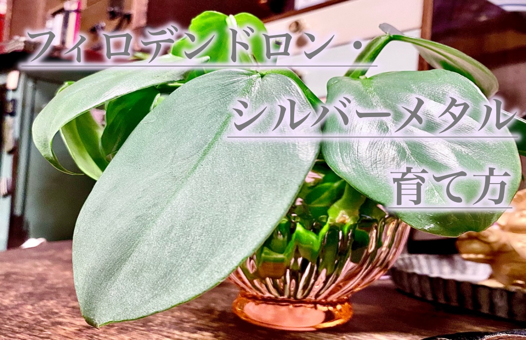 ☘観葉植物☘ ホヤ 3種、 フィロデン メタル③、シンゴニウム チョコ④